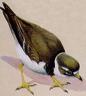 Delise Feet - SemiPalmated Plover